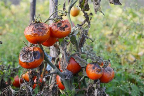 Identifying, preventing & treating tomato blight - Plantura