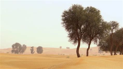 Ghaf tree: Theme for Year of Tolerance 2019 - Goumbook