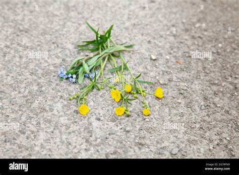 Flowers, road, ground, spring Stock Photo - Alamy