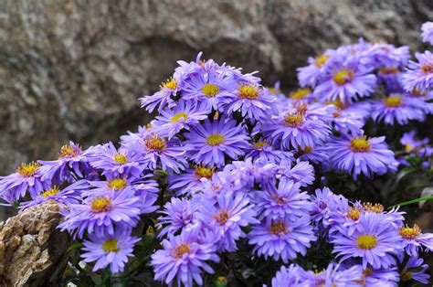 Asters: The Stars of Your Fall Garden | Dengarden