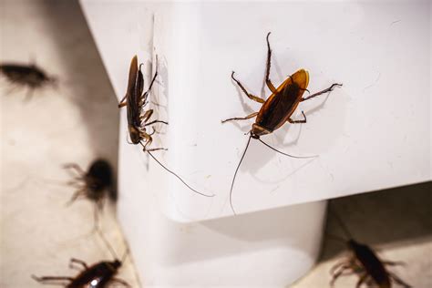 DIY Cockroach Control: Tips and Tricks for Florida Homeowners Plus When ...