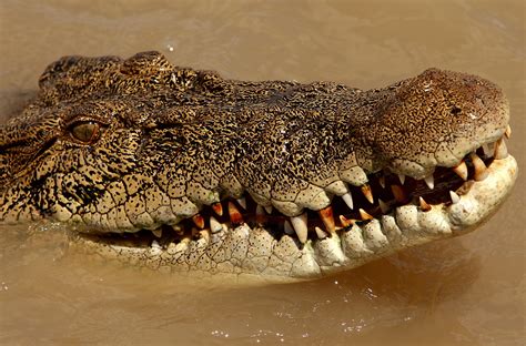 Farmer survives crocodile attack by biting reptile's eyelid