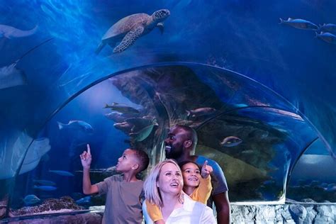 SEA LIFE Aquarium Grapevine Admission Ticket: Triphobo