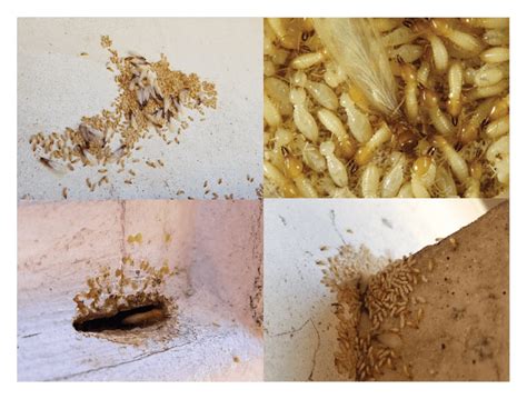 More Formosan Termite Infestations Confirmed in Southern California ...