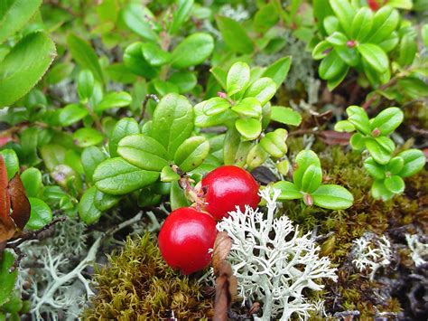 Vaccinium vitis-idaea (mountain cranberry): Go Botany