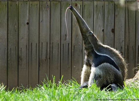 (99+) Drafts | Tumblr in 2020 | Giant anteater, Animals, Anteater