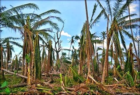 Typhoons leave P1.8 billion damage to agriculture | Philstar.com