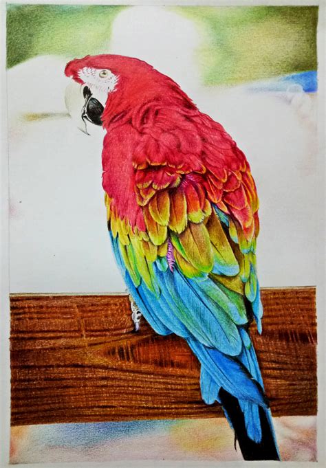 Macaw Drawing