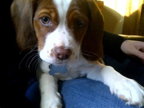 11 best images about Bailey (Cocker Spaniel & Beagle) on Pinterest ...