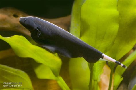 Black Ghost Knifefish - Knifefish - Apteronotus albifrons | Tank Facts