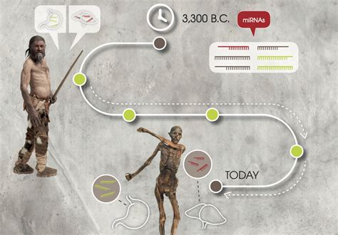 Otzi the Iceman: Researchers validate the stability of genetic markers