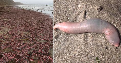 Thousands Of Fat Innkeeper Worms Found On The Shore Of California Beach ...