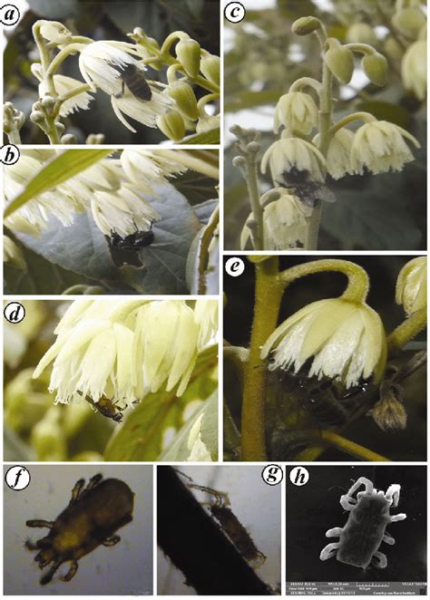 a, Pollination by Apis cerana indica; b, Pollination by Phaenicia ...