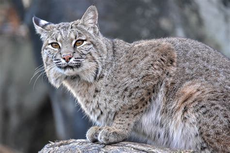 Bobcat | The Maryland Zoo