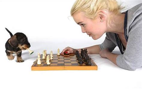 Dog Playing Chess - All Pet News