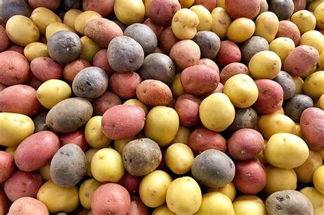 The Best 11 Potato Varieties to Grow at Home | Gardener’s Path