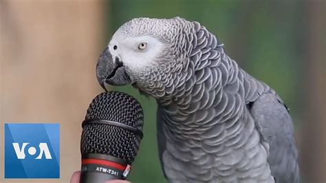 Talking Parrot - YouTube | Talking parrots, African grey parrot talking ...