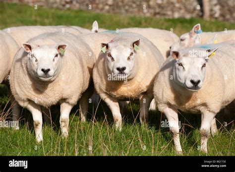 Beltex sheep hi-res stock photography and images - Alamy