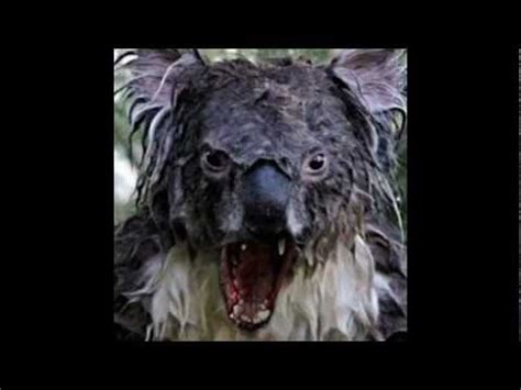 Angry Koala! – YouTube – Angry Wet Koala | DocTemplates