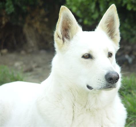 Canaan Dog Puppies for Sale | Lancaster Puppies