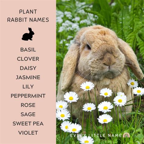 Best Names For Pet Rabbits at Carmella Hesse blog