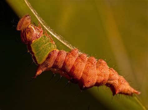 Camouflage Caterpillar - a photo on Flickriver