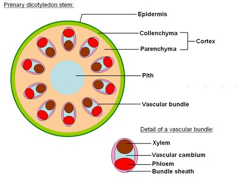 Stem Cross Section Labeled