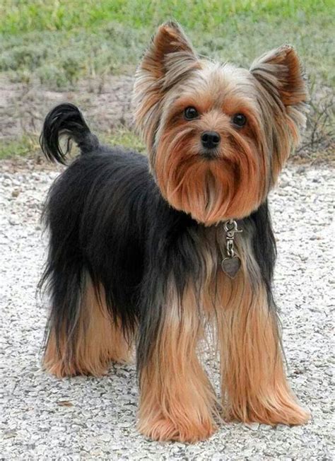 Cute Yorkie Haircuts for Your Adorable Pet