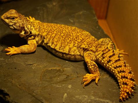 Reptile Facts - The Uromastyx is a genus of lizard whose members...