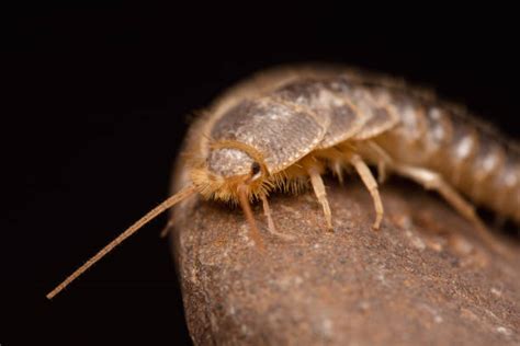 What Is A Silverfish Centipede? | Pestclue