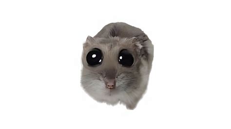 Hamster with Big Eyes Meme Desktop Wallpaper - Meme Wallpaper