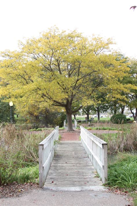 Some gorgeous fall colors in the Hornady Family Arbor. | Great photos ...