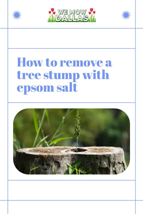 How to remove a tree stump with epsom salt in 2022 | Tree stump, Spring ...