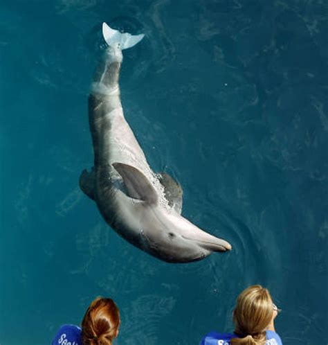 Injured dolphin gets special tail prosthesis, and the technology could ...