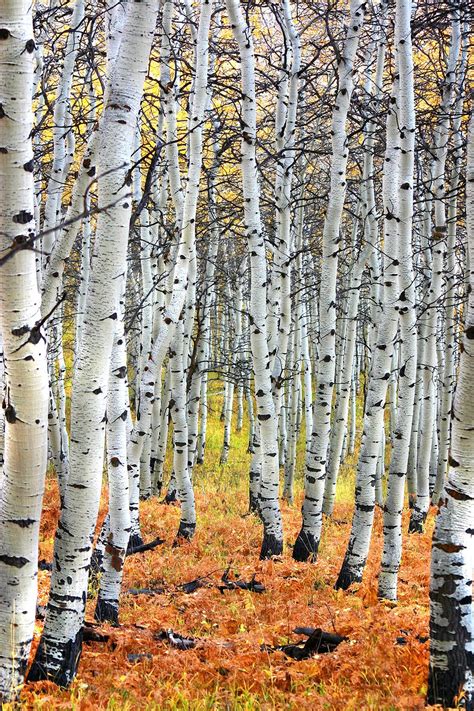 "Autumn In Aspen" - canvas print by Unknown Artist | Birch tree art ...