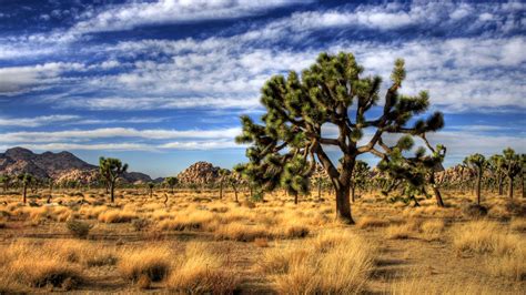 Joshua Tree National Park Wallpapers - Wallpaper Cave