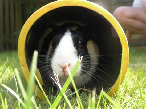 Rabbit Toys - Homemade Rabbit Toy 3 - Instructables