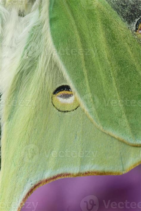 luna moth wing 22021028 Stock Photo at Vecteezy