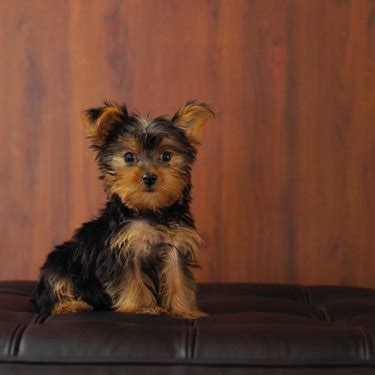 How to Groom a Shorkie | Cuteness