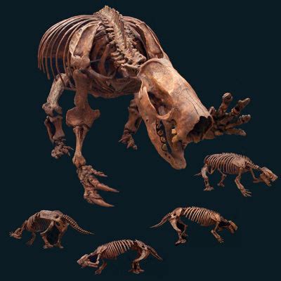 Mylodon Ground Sloth Skeleton Replica | DINOSAURS ROCK SUPERSTORE ...