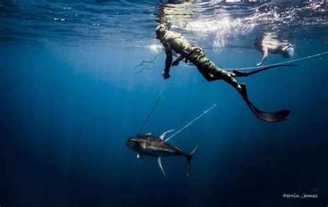 Spearfishing Advice Part 3: Hunting - 3 Pieces of Wisdom - Adreno ...