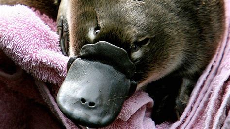 Show Me Pictures Of A Baby Platypus / Baby Platypus Are Called Puggles ...