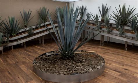 Tequila Museum opens in Mexico City