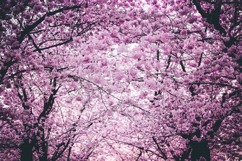 I 5 alberi più belli fioriti in Primavera! | Italy Green Life