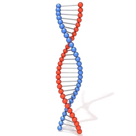 DNA molecule 3D model | CGTrader