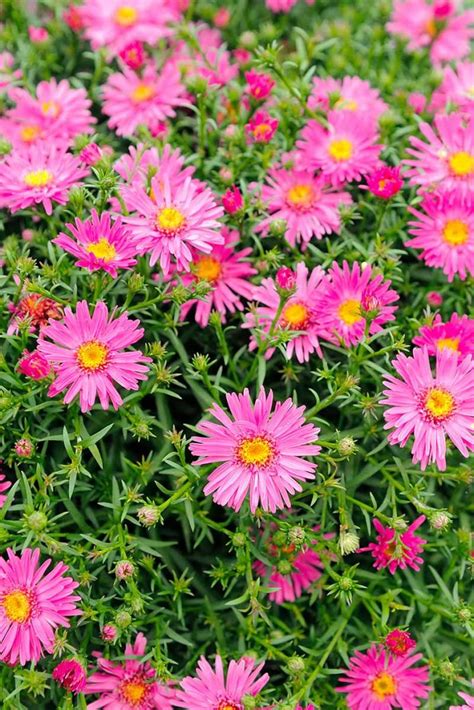 11 of the Best Perennial Asters for Late Summer Color