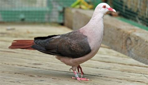 Mauritius' pink pigeon faces extinction threat from inbreeding ...