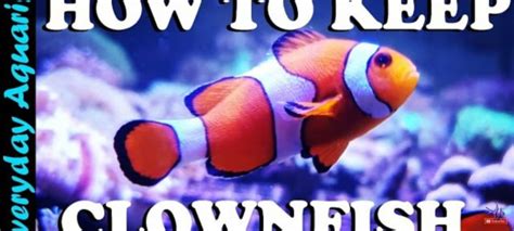 How to Take Care of Clownfish in an Aquarium? | Tank Facts