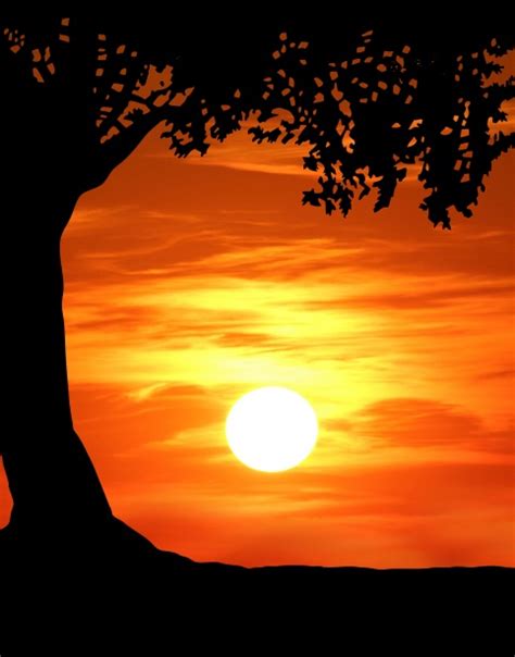 Tree Sunset Silhouette Free Stock Photo - Public Domain Pictures