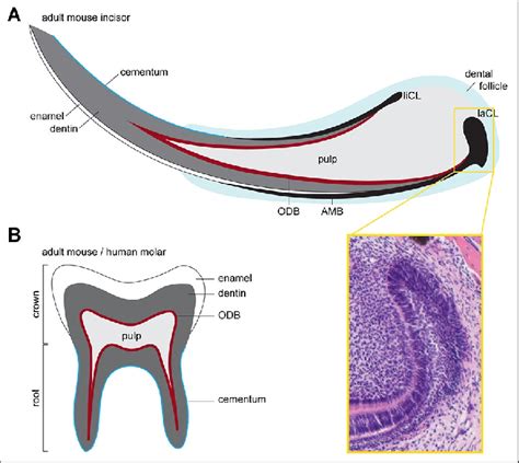 Mouse Teeth Anatomy